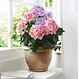 Kunstpflanze "Hortensie"