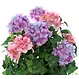Kunstpflanze "Hortensie"