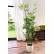 Kunststoffpflanze „Bambus“