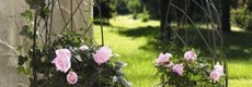 Romantischer Rosengarten