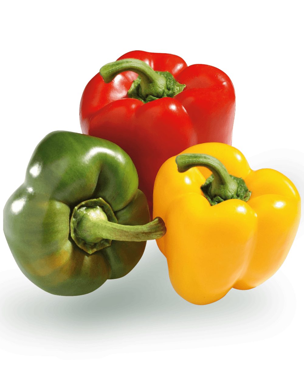 Paprika / Bell Pepper 