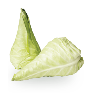 Pointed Cabbage, apiece