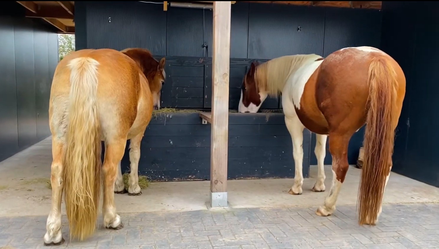 Automatische slowfeeder voor paarden – gezonder voeren middels timer en minder schrokken