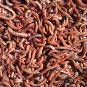 Dendrobena Wormen Klein1 KG Dendrobena Wormen Klein1 KG