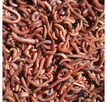 Dendrobena Wormen Klein1 KG