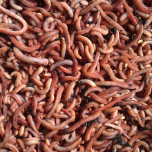 Dendrobena Wormen Klein1 KG