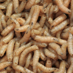 Maden Wit Groot 1 Liter