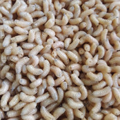 Maden Wit Klein 1 Liter Maden Wit Klein 1 Liter