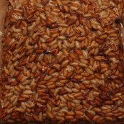 Casters Groot +- 300 Gram.