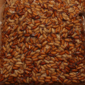 Casters Klein +- 175 Gram.