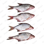 Dood Aas Kolblei/Voorn Klein