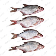 Dood Aas Kolblei/Voorn Klein