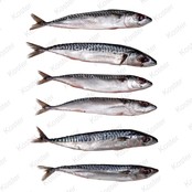 Dood Aas Makreel Klein