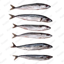 Dood Aas Makreel Klein