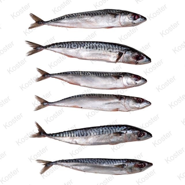 Dood Aas Makreel Klein