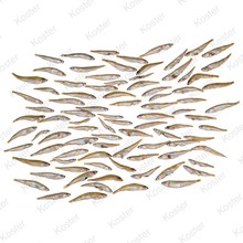 Dood Aas Turkse (Kleine) Spiering