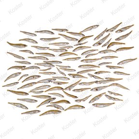 Dood Aas Turkse (Kleine) Spiering