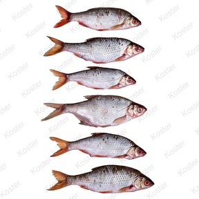 Dood Aas Voorn Middel