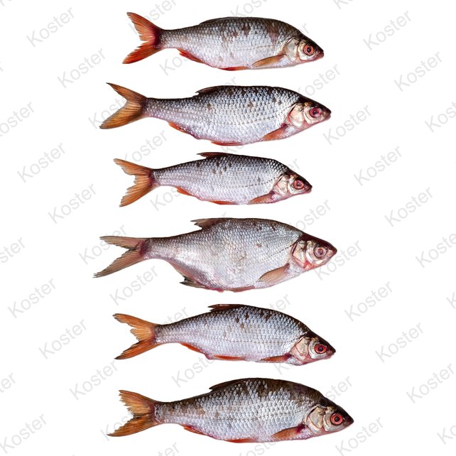 Dood Aas Voorn Middel