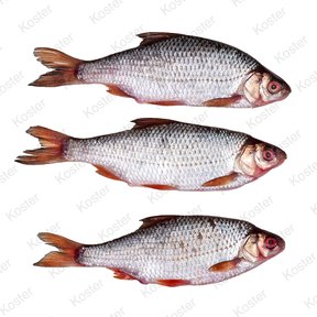 Dood Aas Voorn Groot