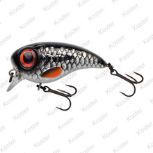 Fat Iris  Roach 4 Cm. 5.3 Gram.