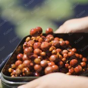 Grade Bait Bucket Grade Bait Bucket