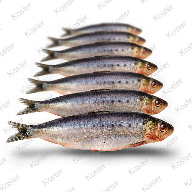 Dood Aas Sardines Small