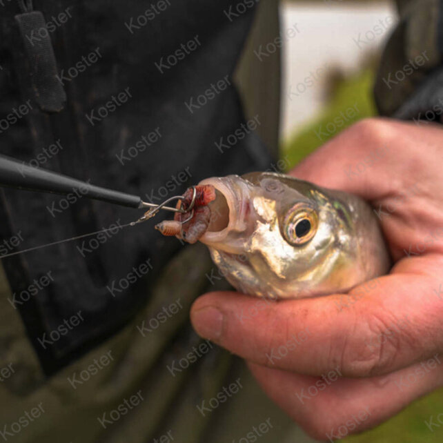 Disgorger - Specimen (Hakensteker)