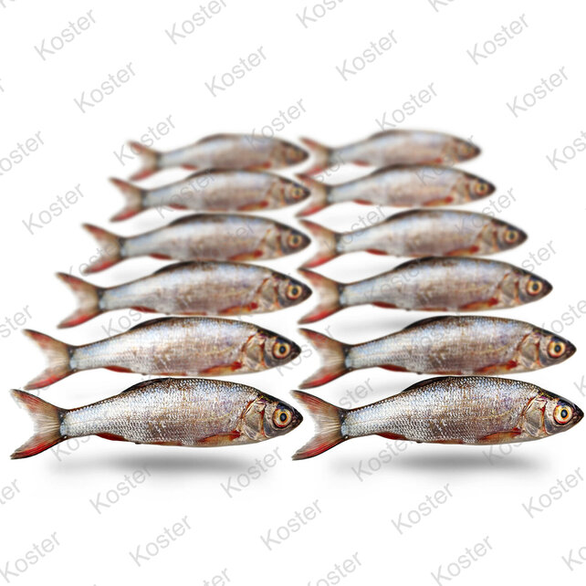 Dood Aas Zilverwinde Small