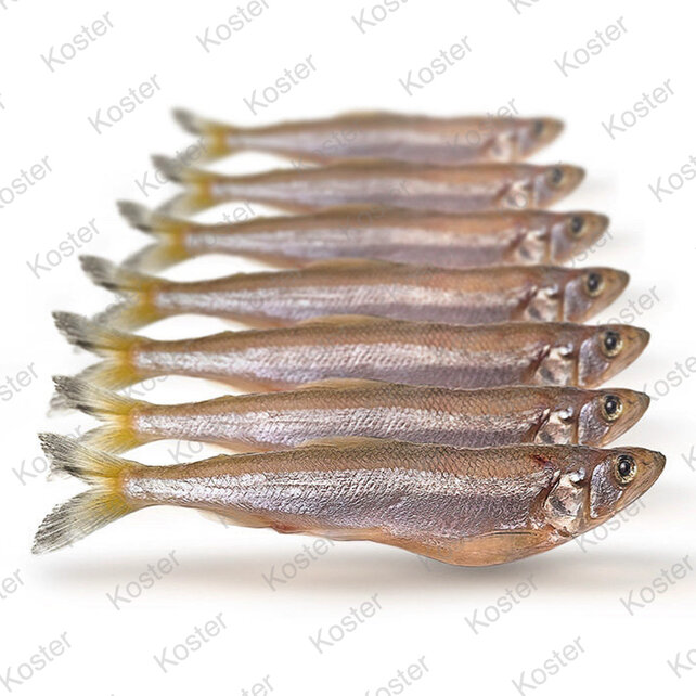 Dood Aas Spiering/Smelt  Small