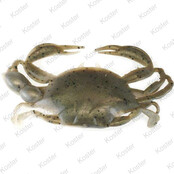 Gulp! Peeler Crab - Natural Gulp! Peeler Crab - Natural