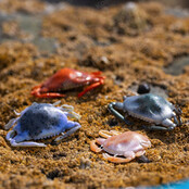 Gulp! Peeler Crab - Molting
