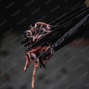 Wormchopperz Wormchopperz