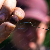 Longshank Beaked Longshank Beaked