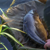 Revolve Folding Flat Mat