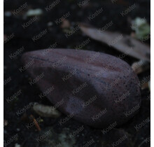 Distance big eye swivel Brown