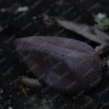 Distance big eye swivel Brown