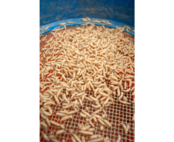 Maggot Glue Maggot Glue