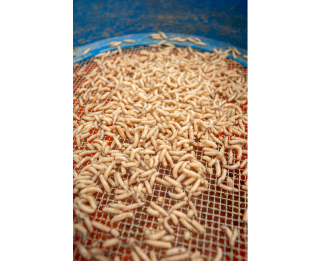 Maggot Glue Maggot Glue