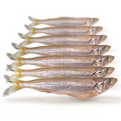 Dood Aas Spiering Groot