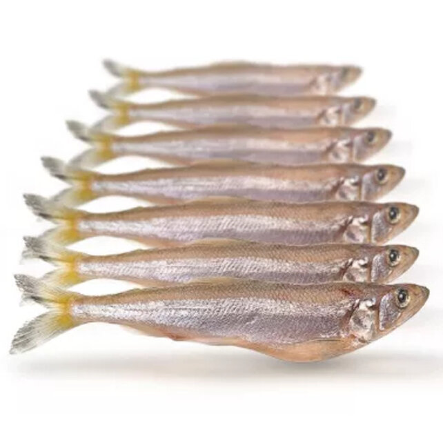 Dood Aas Spiering Groot