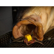Double Corn Maggot Clip