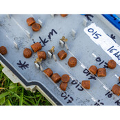 Mega Carp Feed Pellets 8mm