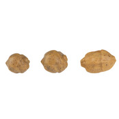 Edges Tigernuts