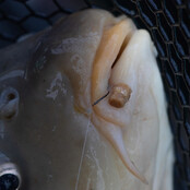 Hookable Bait Bands - Small