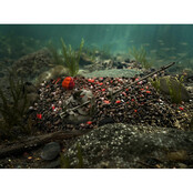 Pelletbox Reaxe & Ready to Go Zalm & Kreeft