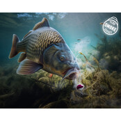 D SNAX SHELL lure / Plum - Mulberry 14MM