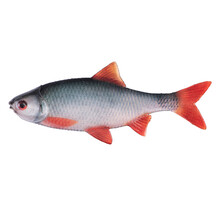 Ultra Natural Roach Fillet 6cm 4pcs