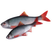 Ultra Natural Roach Fillet 8cm 4pcs