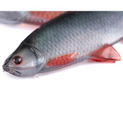 Ultra Natural Roach Fillet 8cm 4pcs